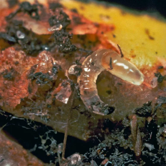 Traunem Nützlinge 10 Mio