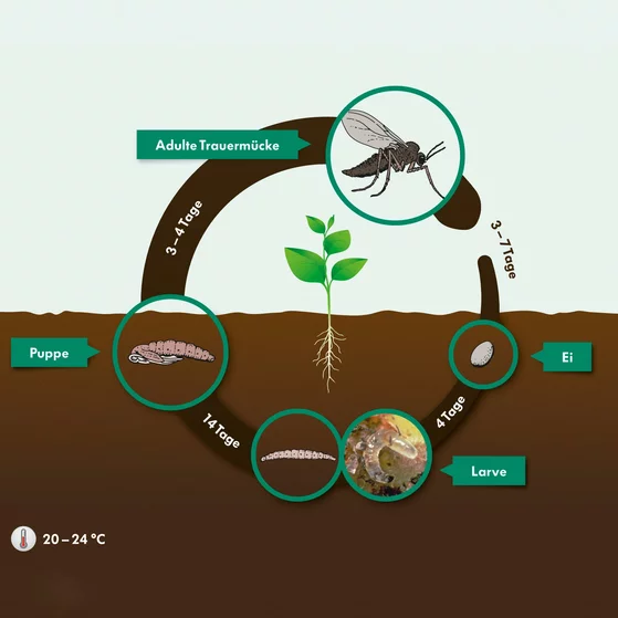 Traunem Nützlinge 10 Mio – Bild 4