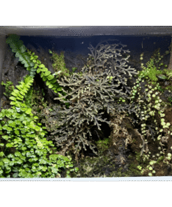 SHROOMROOM TropicalClay 3 kg – Natürlicher Terrarium Ton für Rückwände & Dekorationen – Bild 5